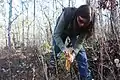 Recolección de semillas de Symphyotrichum georgianum en el jardín.