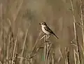 Hembra en el Parque Nacional Keoladeo, India.
