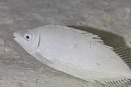S. rivulatus en el mar Rojo.