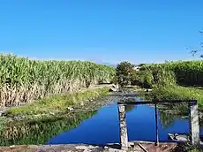 Sistema de riego ojo de agua "El Ojito".