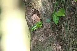 Dragoncito de la Sierra Madre de Chiapas (A. smithi)