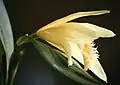 Sobralia fragransflorSuriname