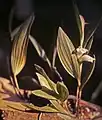 Sobralia fragransplantaSuriname