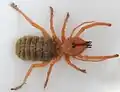 Solifugae