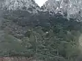 Cedros en la parte alta de la cliserie en el Ouarsenis
