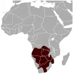 Distribución de la liebre saltadora de El Cabo