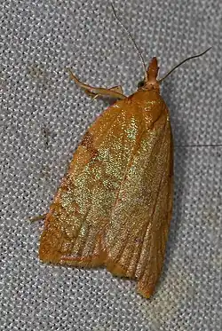 Sparganothis senecionana