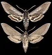 Sphinx perelegans