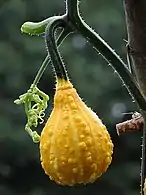 De tipo "Pear" (Pera), "Striped Pear" (con bandas). En este caso es "Warty" (con verrugas).