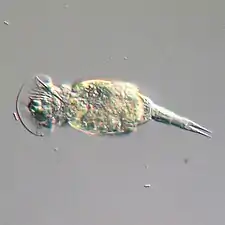 Rotíferos, generalmente de 0.1–0.5 mm de largo, pueden parecer protistas pero tienen muchas células y pertenecen a Animalia.