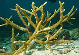 Acropora cervicornis o coral duro cuerno de ciervo