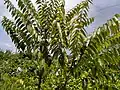 Árbol de Averrhoa carambola
