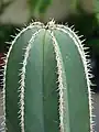 Detalle de la planta