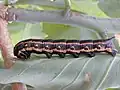 Larva de Agrius cingulata alimentándose de hojas de Nicotiana glauca