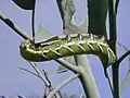 Oruga de Manduca blackburni, estadio tardío
