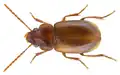 Stenolophus obockianum