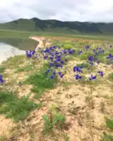 Flora esteparia de la provincia