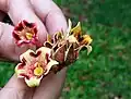 S. apetala flores individuales