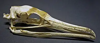Cráneo de cormorán grande