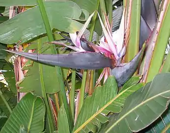 Inflorescencia. Strelitzia nicolai.