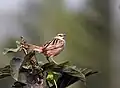 En  Calcuta, Bengala Occidental, India.