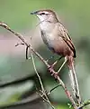 En  Calcuta, Bengala Occidental, India.