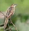 En  Calcuta, Bengala Occidental, India.