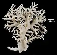 Stylaster parageus