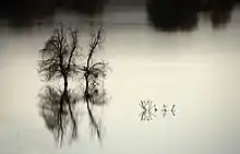 Gloomy Sunday