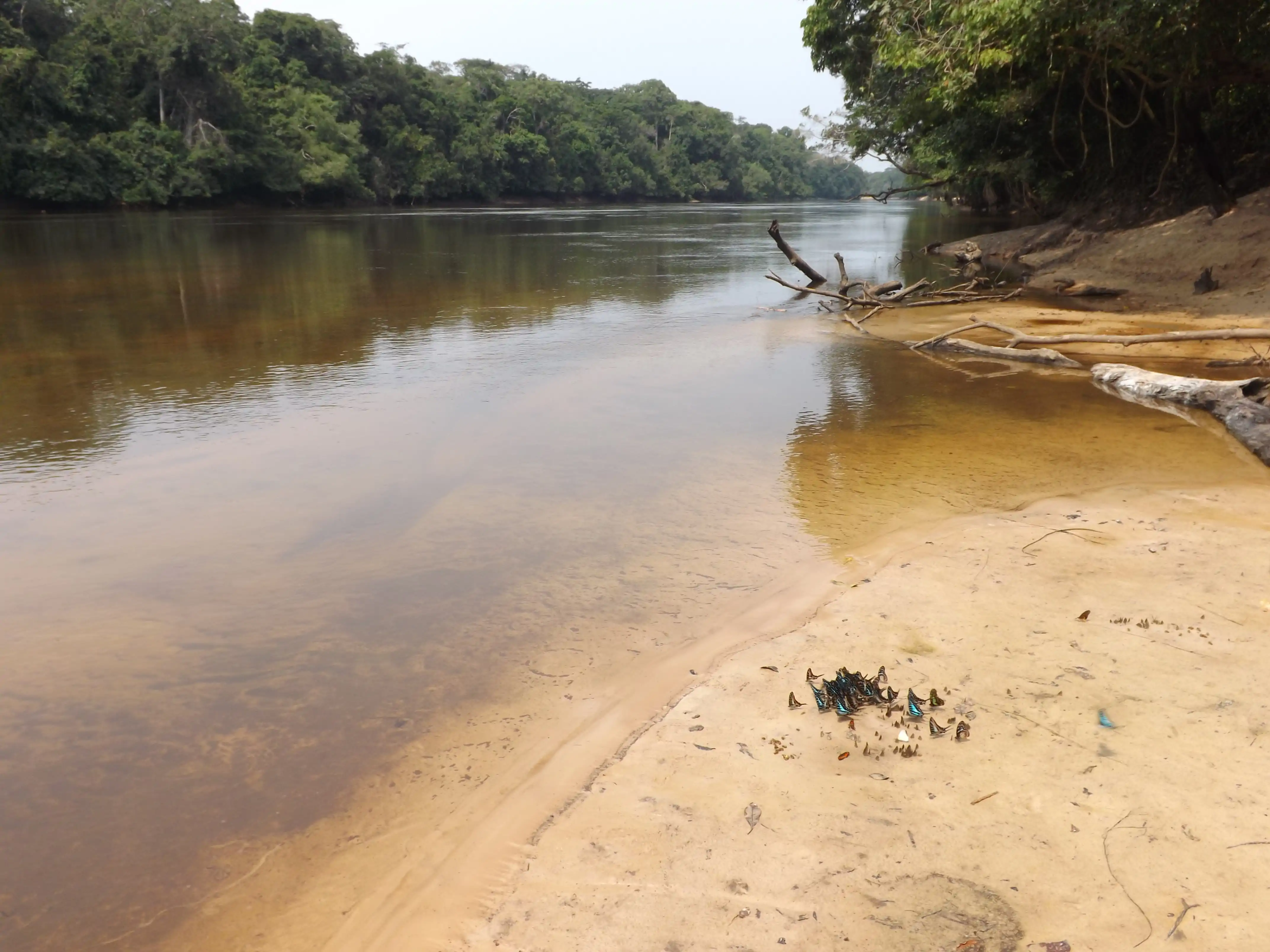 El Río Lomami en el interior de la República Democrática del Congo.
