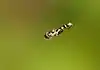 Syritta pipiens