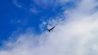 charrán volando sobre el parque.