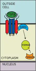 R-SMAD Ata coSMAD