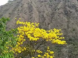 Corteza amarilla