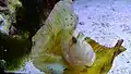 Taenianotus triacanthus