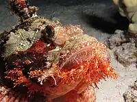 Detalle de la cabeza plana con barba en Mar Rojo, Egipto.