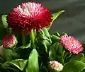Fotografía detallada de la variedad ‘Rob Roy’