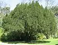 Tejo común (Taxus baccata)