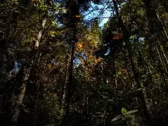 Temascaltepec