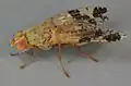 Tephritis bardanae. North Wales