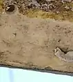 Esta foto, tomada del casco de un bote de fibra epoxi, muestra que los gusanos teredo los gusanos no requieren madera para sobrevivir, e incluso pueden averiar estructuras que no son de madera. La profundidad de los agujeros no superaban los 10mm.  En la parte inferior derecha de la imagen se observan restos del casco.