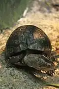 Terrapene coahuila