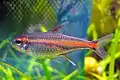 El tetra linterna (Hemigrammus erythrozonus).