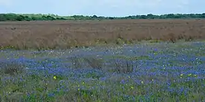 Lupinos de Texas (Lupinus texensis), Refugio Nacional de Vida Silvestre Attwater Prairie Chicken, condado de Colorado, Texas, EE. UU. (29 de marzo de 2019).