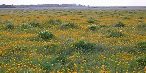 Malas mujeres & coreopsis de llanura, Área nacional protegida para la vida silvestre Attwater Prairie Chicken, condado del Colorado, TX, EE. UU. (3 de mayo de 2018).