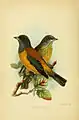 Un macho (adelante) y una hembra (atrás) ilustrados por Keulemans, 1907