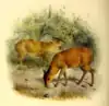 The_book_of_antelopes_(1894)_Cephalophus_harveyi