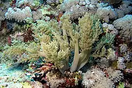 Litophyton arboreum