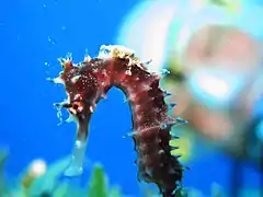 Hippocampus jayakari