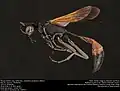 Ammophila placida-complex